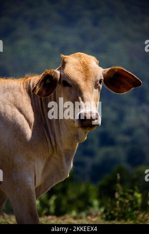 A cow on a hill in Maleny, Australia Stock Photo