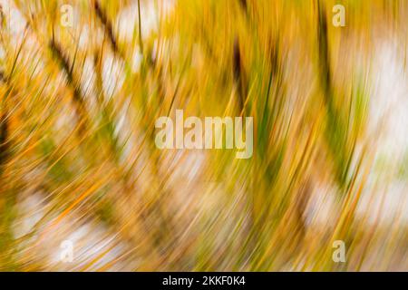 Beach vegetation impressionism marram and other dune plants swirling pattern. Stock Photo
