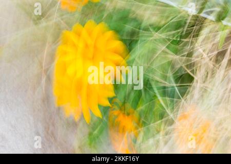 Abstract motion blur bright yellow flower growing in sand dunes at Mount maunganui, New Zealand as nature background image. Stock Photo