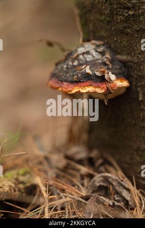 Shaggy Bracket Inonotus hispidus fungus on tree bark against a blurred background. Wild mushroom on a tree with dried leaves and pine needles on a blu Stock Photo