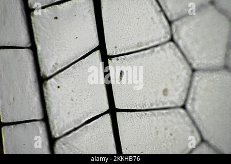 dragonfly wing under a microscope looking at microscopic details in a bug wing in australia Stock Photo