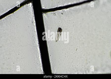 dragonfly wing under a microscope looking at microscopic details in a bug wing in australia Stock Photo