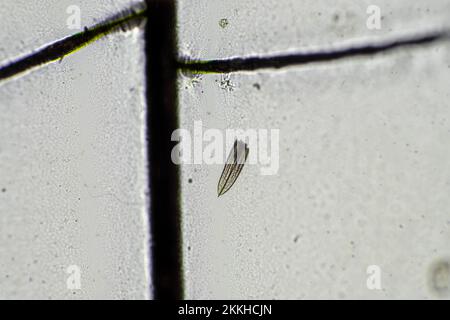 dragonfly wing under a microscope looking at microscopic details in a bug wing in australia Stock Photo