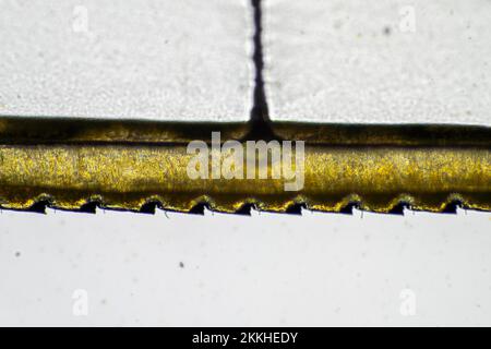 dragonfly wing under a microscope looking at microscopic details in a bug wing in australia Stock Photo