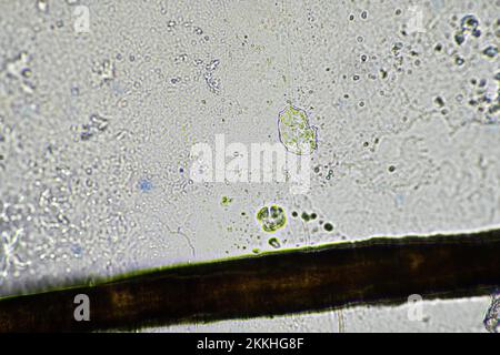 dragonfly wing under a microscope looking at microscopic details in a bug wing in australia Stock Photo