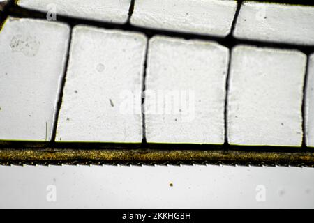 dragonfly wing under a microscope looking at microscopic details in a bug wing in australia Stock Photo