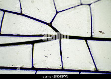 dragonfly wing under a microscope looking at microscopic details in a bug wing in australia Stock Photo