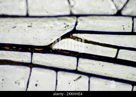 dragonfly wing under a microscope looking at microscopic details in a bug wing in australia Stock Photo