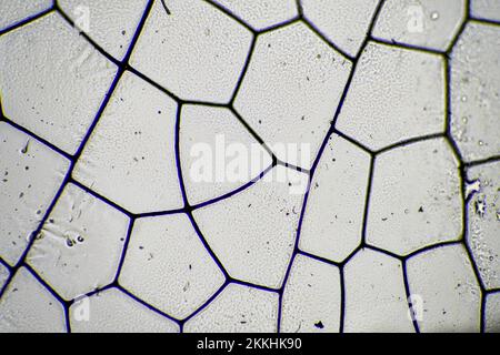 dragonfly wing under a microscope looking at microscopic details in a bug wing in australia Stock Photo