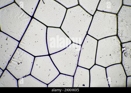 dragonfly wing under a microscope looking at microscopic details in a bug wing in australia Stock Photo