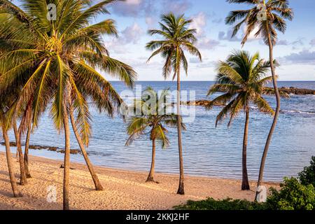 Palms line the beach at Escambron Beach, San Juan, on the tropical Caribbean island of Puerto Rico, USA.. Stock Photo