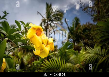 Golden Trumpet (Allamanda cathartica) flowers in El Yunque Rainforest National Park, on the tropical Caribbean island of Puerto Rico, USA.. Stock Photo