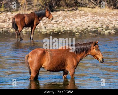 Wild horses graze in the cool waters of the Salt River northeast of Phoenix, Arizona on a beautiful fall day Stock Photo