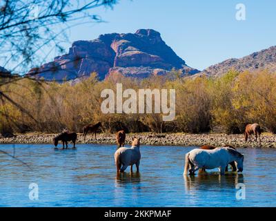 Wild horses graze in the cool waters of the Salt River northeast of Phoenix, Arizona on a beautiful fall day Stock Photo