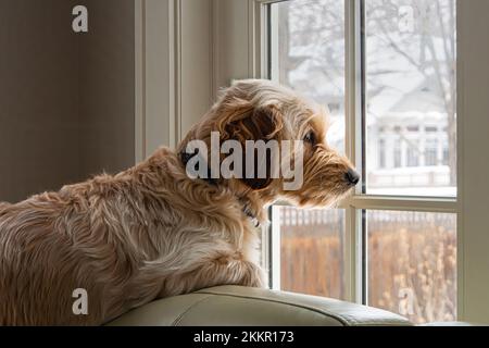 Young Goldendoodle dog waits at the window on a snowy winter day, resting on a pale green sofa in a room with light walls. Soft, pastel, quiet mood. Stock Photo