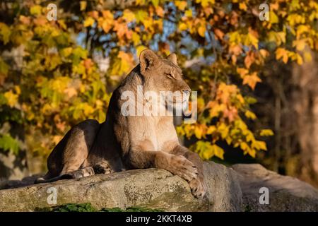 A lioness siting on a rock, colorful tree in autumn in background Stock Photo