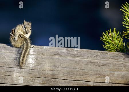 A cute Least Chipmunk (Tamias minimus) sitting on a wooden trunk in a forest Stock Photo