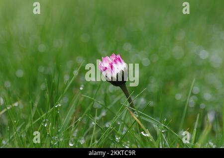 Close-up, common daisy (Bellis perennis), single daisy in the nasal grass Stock Photo