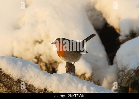 Robin standing on tree trunk with snow looking left Stock Photo