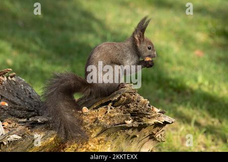 Squirrel holding nut in hands sitting on tree stump looking right Stock Photo
