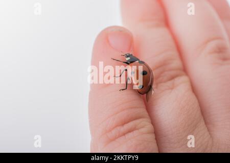 Beautiful photo of red ladybug walking on a child hand Stock Photo