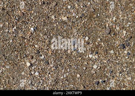 Dutch beach with many beautiful shells on sea pebbles. textured beautiful background. Stock Photo