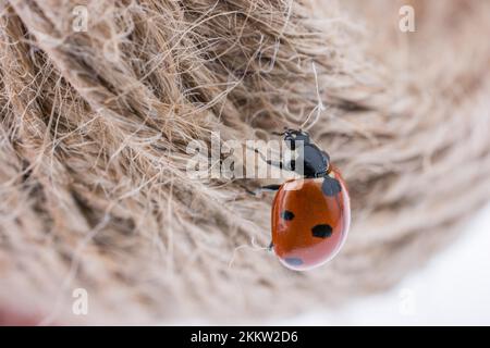 Beautiful photo of red ladybug walking on thread Stock Photo