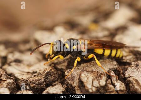 Closeup shot of a bee-killing ornate tailed digger wasp, Cerceris rybyensis sitting on wood Stock Photo