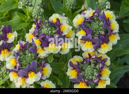 Nemesia, Aroma "Plums and Custard" Stock Photo