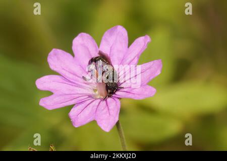 Colorful closeup on a small Yellow masked solitary bee, Hylaeus, in a purple mountain cranesbill flower, Geranium pyrenaicum Stock Photo