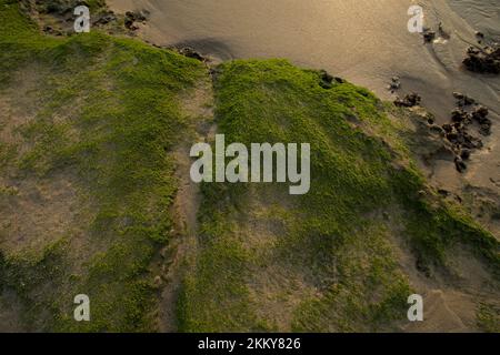 Green moss covered beach rocks. Ocean mossy rocks. Stock Photo