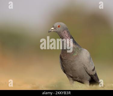 Rock dove, rock pigeon, common pigeon perching on the ground. Columba livia. Stock Photo