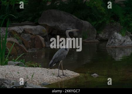 Bird in japanese garden Stock Photo