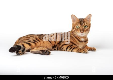 Bengal cat lies on a white background. Domestic cat isolated. Stock Photo