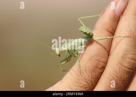 praying mantis insect (Mantis religiosa) Stock Photo