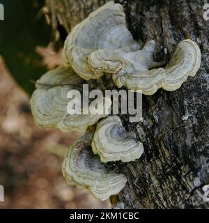 Tiers of Australian fungi, Trametes versiclor, Turkey-tail, cloured by green algae, growing on dark bark of tree trunk in Queensland. Stock Photo