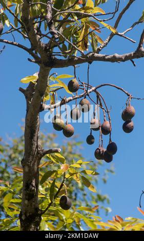 Group of mature Hass avocados hanging from a single branch of tree (persea americana) in Queensland orchard, Australia. Ready to pick. Blue sky. Stock Photo