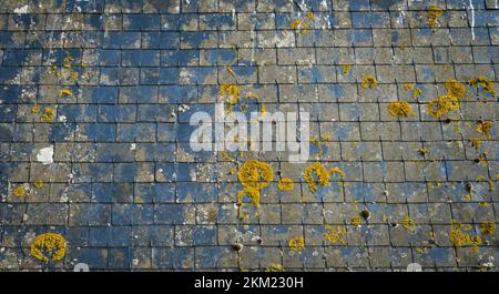 Roof of a house with dark slate and moss tiles, with lots of texture in shades of blue and yellow. Stock Photo