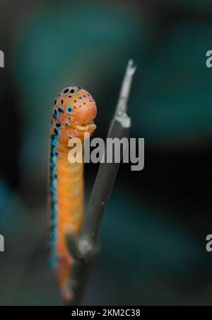 Dysphania militaris Linnaeus, 1758 False tiger moth Stock Photo