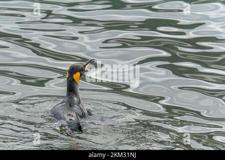 swimming king penguin (APTENODYTES PATAGONICUS) in the clear  water Stock Photo