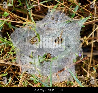 A spooky looking spider web with early morning dew drops. Stock Photo