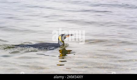 swimming king penguin (APTENODYTES PATAGONICUS) in the clear  water Stock Photo