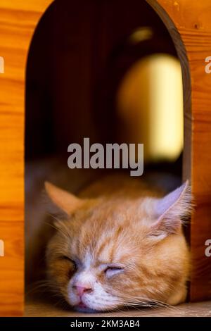 Sleeping ginger tomcat in his house - perfect dream Stock Photo
