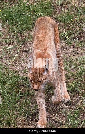 A lynx on the grass, watchful, feline. solitary, cats, no people, vegetation, green, grass front view not lying down Stock Photo