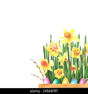 Easter spring flowers daffodils and Forsythia with colored eggs isolated on white background. Watercolor hand drawing illustration. Art for decoration Stock Photo