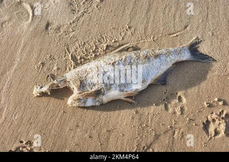 Close up picture of a dead headless fish on a beach, selective focus. Stock Photo