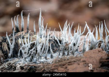 Macro shot of white cladonia lichens on dead wood Stock Photo