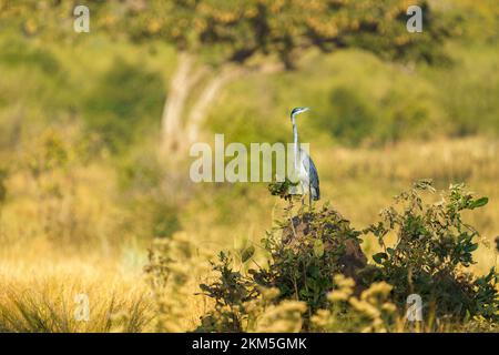 Grey heron perching on a termite mound surrounded by plants. Side view. Hwange National Park, Zimbabwe, Africa Stock Photo