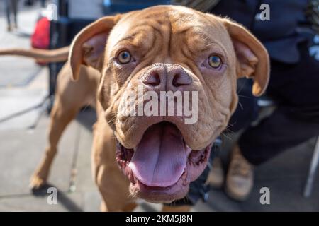 Dogue de Bordeaux - big brown dog looking cheeky Stock Photo