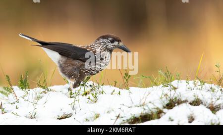 Spotted nutcracker looking for food on gorund in winter Stock Photo